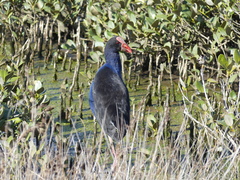 Porphyrio melanotus melanotus