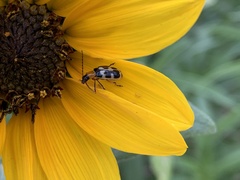 Paranapiacaba tricincta