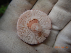Validae