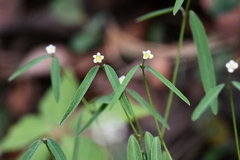 Euphorbia montereyana