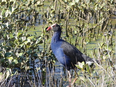 Porphyrio melanotus melanotus