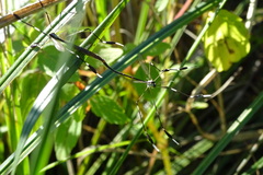 Bittacomorpha clavipes