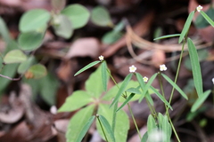 Euphorbia montereyana