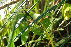 Bittacomorpha clavipes