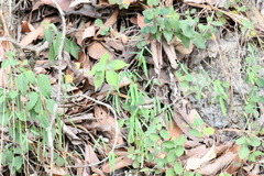 Euphorbia montereyana