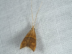 Crocanthes prasinopis