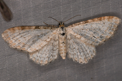 Eupithecia cretaceata