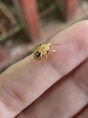 Podisus maculiventris