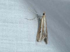 Euclasta maceratalis