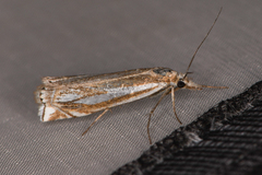 Crambus whitmerellus