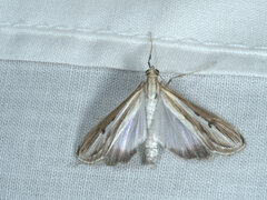 Euclasta maceratalis