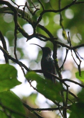 Campylopterus hemileucurus