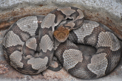 Agkistrodon contortrix