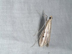 Euclasta maceratalis