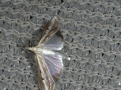 Euclasta maceratalis