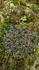 Peltigera praetextata