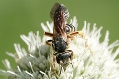Halictus parallelus