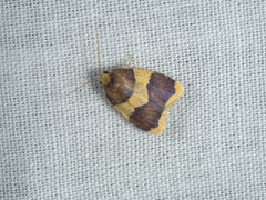 Heterallactis microchrysa