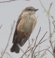Pyrocephalus rubinus mexicanus