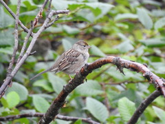 Zonotrichia atricapilla