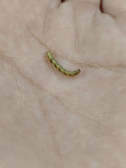 Eupithecia miserulata