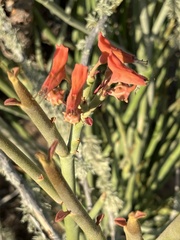 Euphorbia lomelii