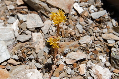Sedum lanceolatum