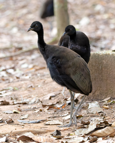 Dark-winged Trumpeter (Psophia viridis), photo 9