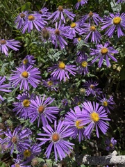 Dieteria canescens