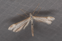 Platyptilia carduidactylus