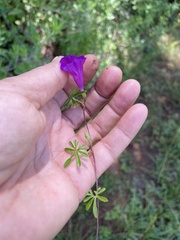 Ipomoea plummerae