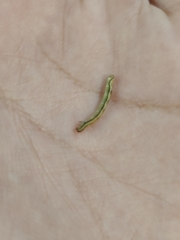 Eupithecia miserulata