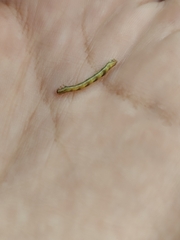 Eupithecia miserulata