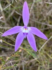 Glossodia major