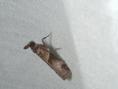 Calguia defiguralis