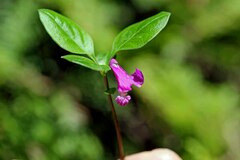 Polygaloides paucifolia