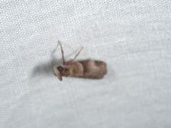 Calguia defiguralis
