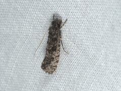 Acridotarsa celsella