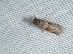 Calguia defiguralis