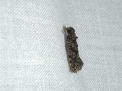 Acridotarsa celsella