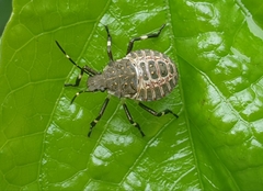 Halyomorpha halys