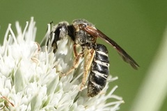 Halictus parallelus