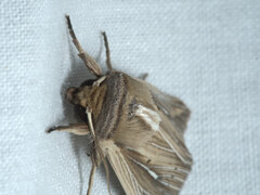 Leucania venalba