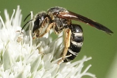 Halictus parallelus