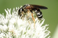 Halictus parallelus