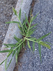 Panicum miliaceum