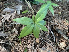 Lysimachia borealis