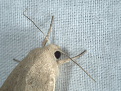 Leucania abdominalis