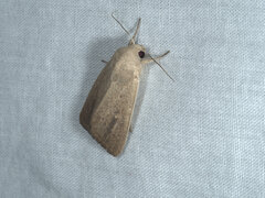 Leucania abdominalis