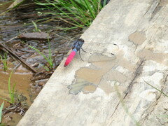 Orthetrum schneideri